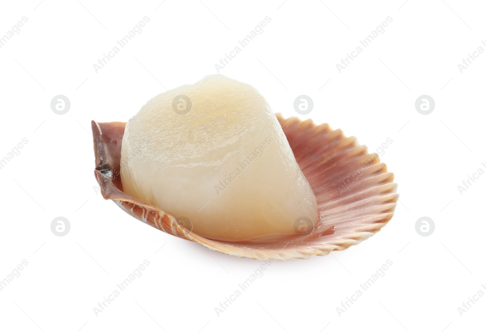 Photo of Fresh raw scallop in shell isolated on white