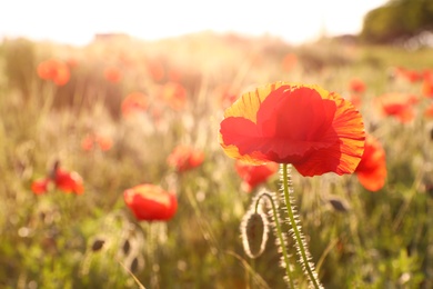 Photo of Beautiful blooming red poppy flower in field on sunny day. Space for text