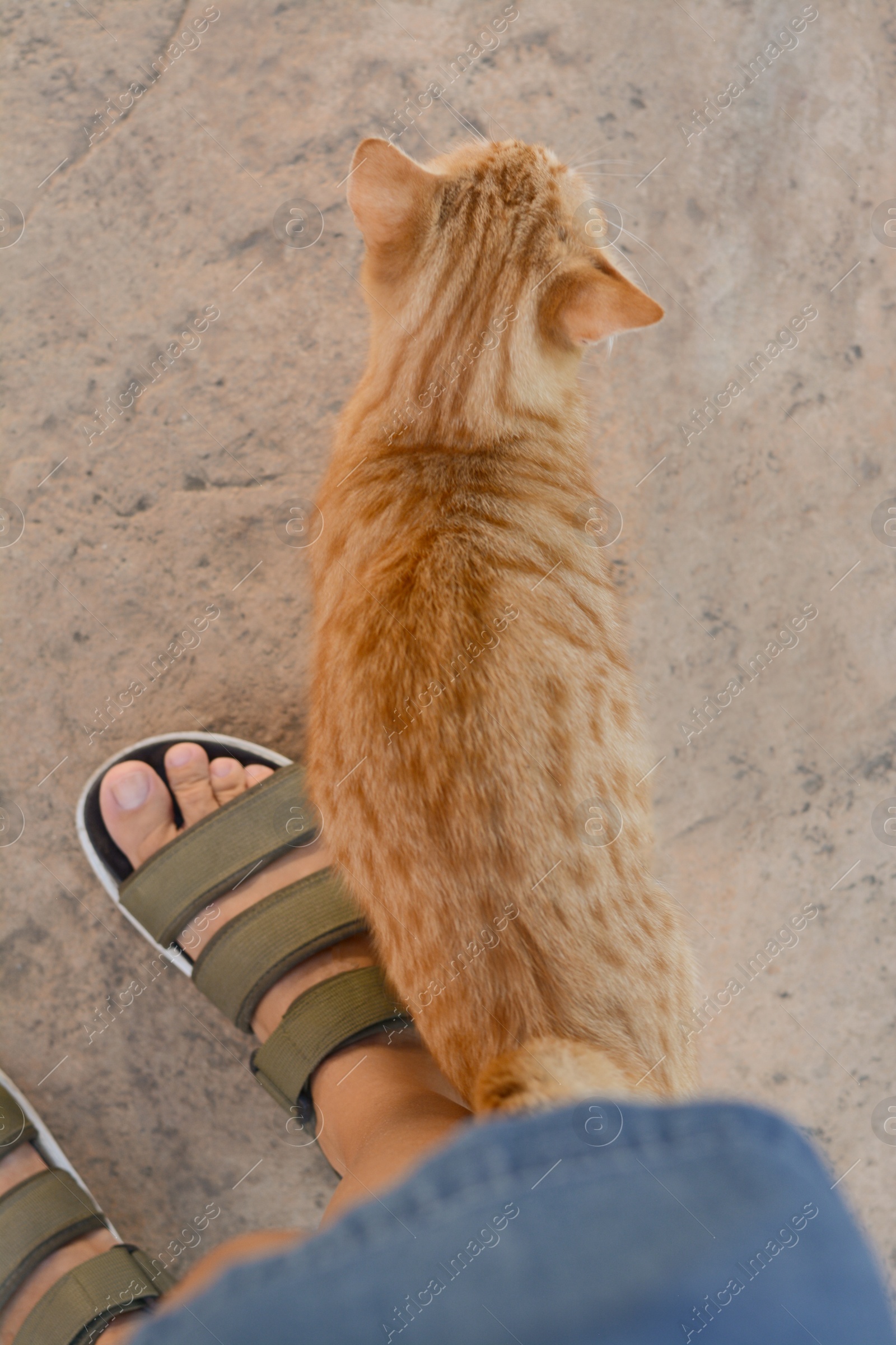 Photo of Cute stray cat rubbing against woman's leg outdoors, top view. Homeless pet