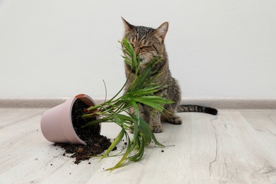 Photo of Mischievous cat near overturned houseplant on floor indoors