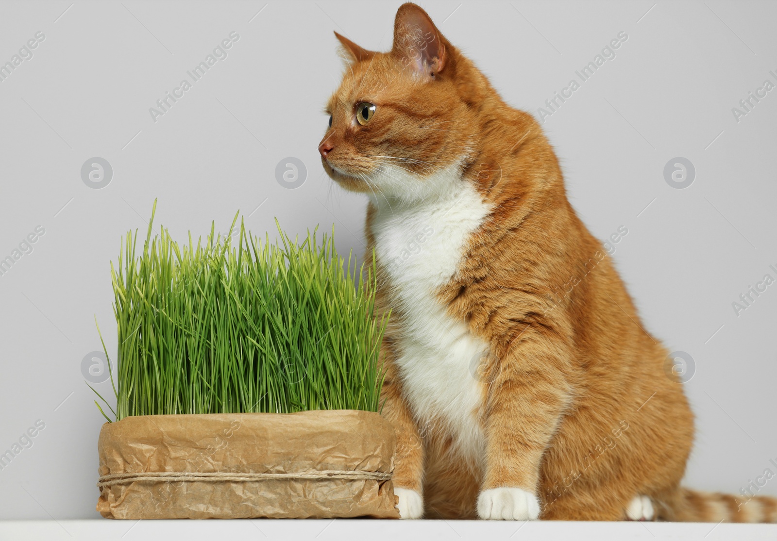 Photo of Cute ginger cat and green grass on white table near light grey wall. Pet vitamin