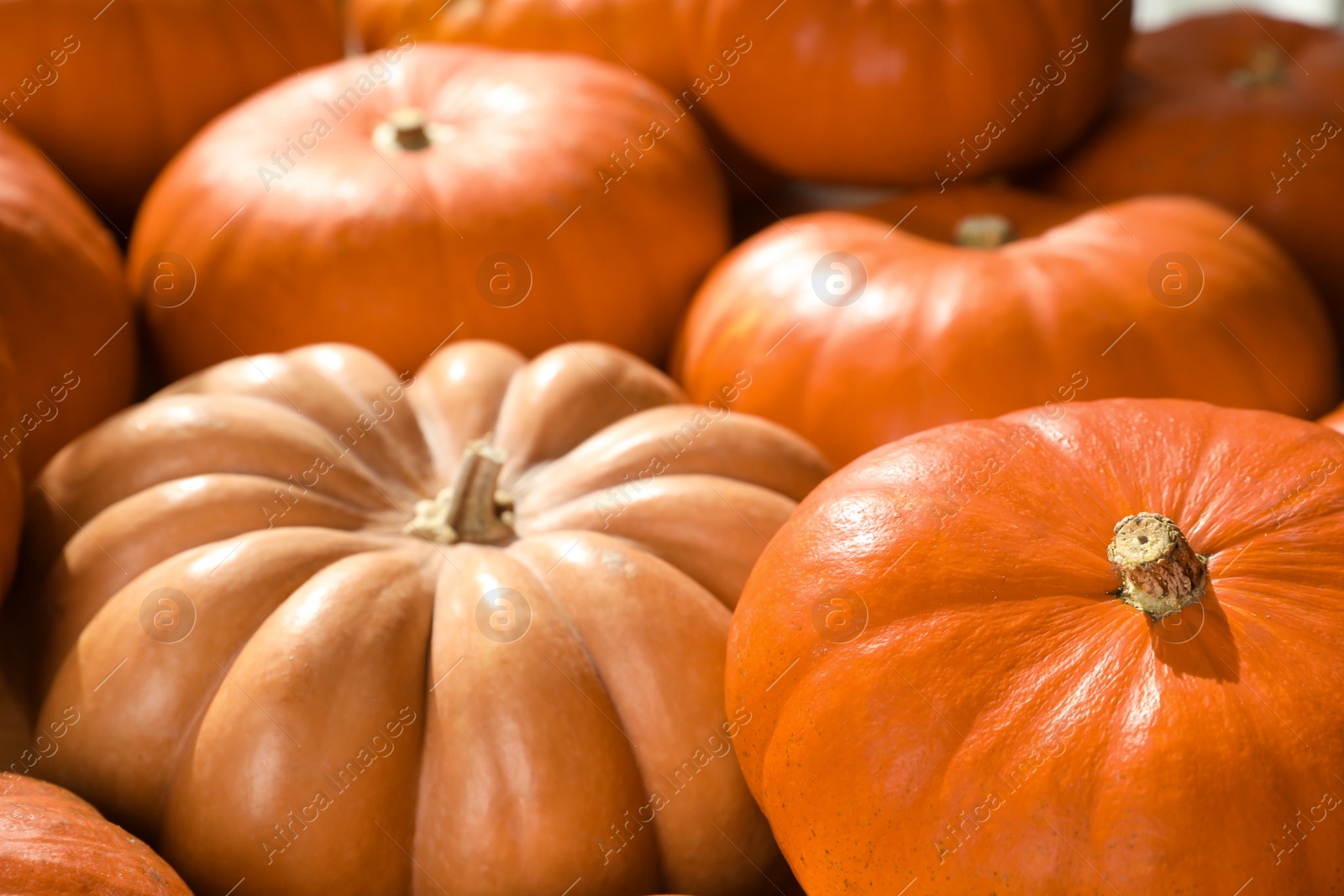 Photo of Many ripe orange pumpkins as background, closeup