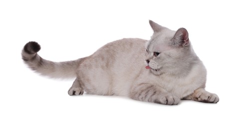 Photo of Cute British Shorthair cat on white background