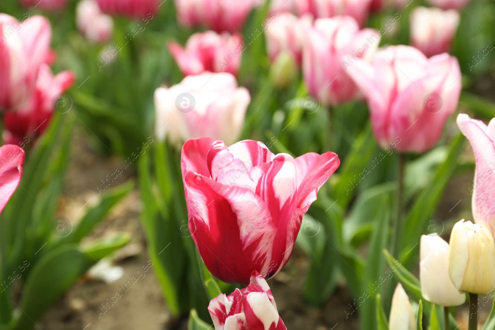 Photo of Beautiful blooming tulips outdoors on spring day