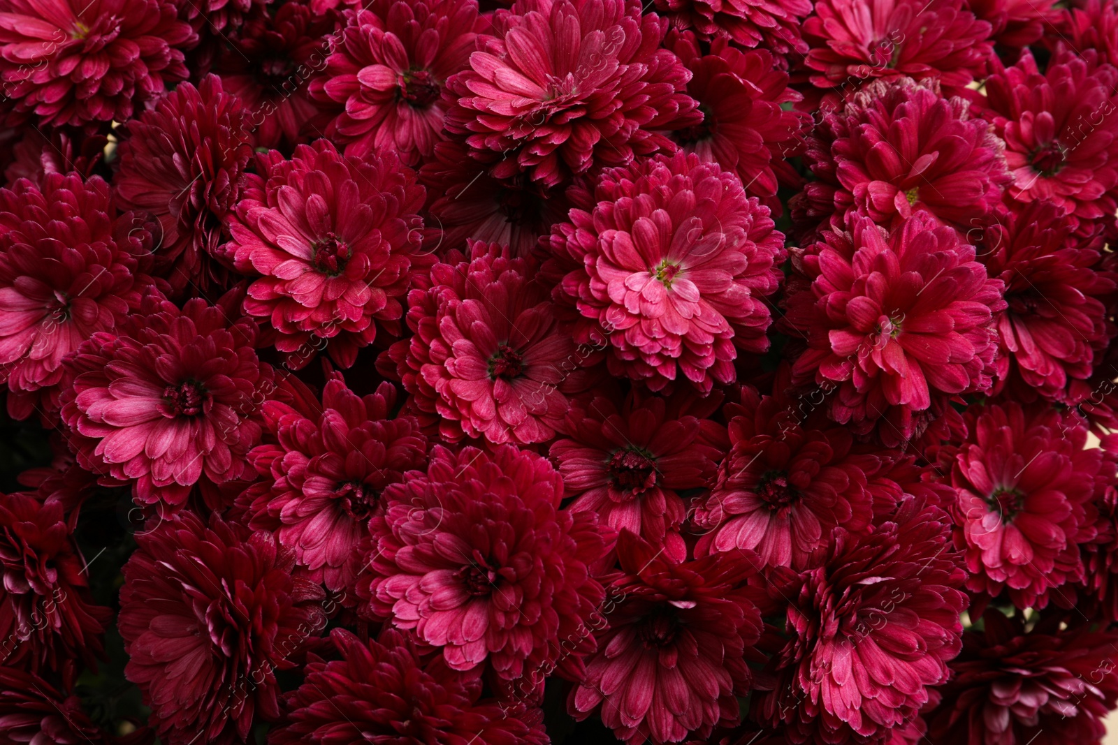 Photo of Top view of beautiful bright Chrysanthemum flowers