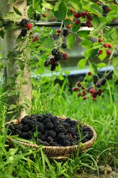 Wicker bowl with tasty ripe blackberries on green grass outdoors