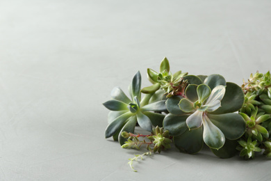Photo of Beautiful echeverias on light grey background. Succulent plants