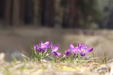 Photo of Fresh purple crocus flowers growing in spring field