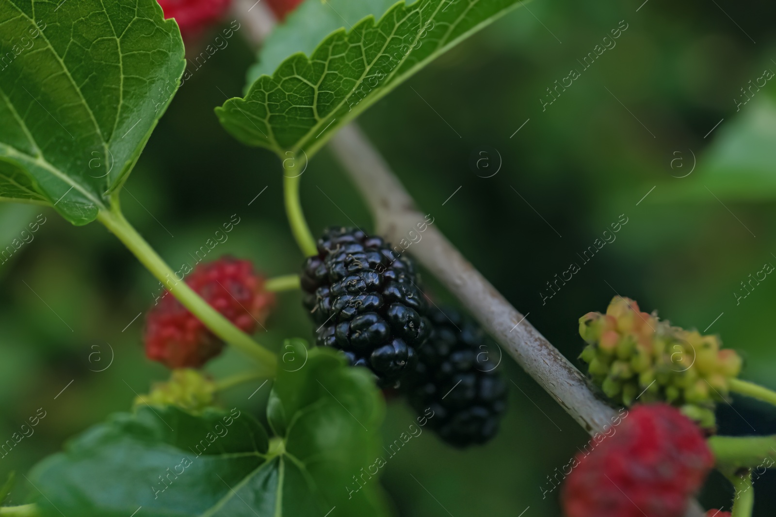 Photo of Tree branch with unripe mulberries outdoors, closeup