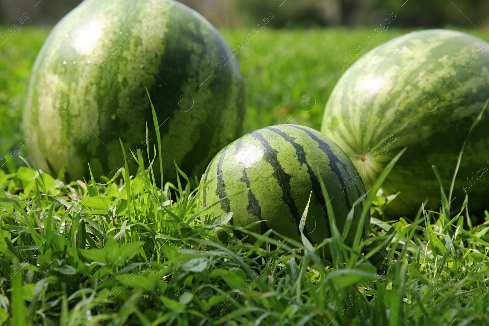 Photo of Delicious ripe watermelons on green grass outdoors, closeup