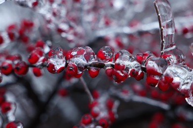 Tree with red berries in ice glaze outdoors on winter day, closeup