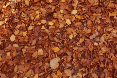 Fallen autumn leaves on ground, top view