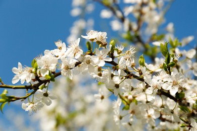 Photo of Branch of plum tree with beautiful white blossoms outdoors, closeup. Spring season