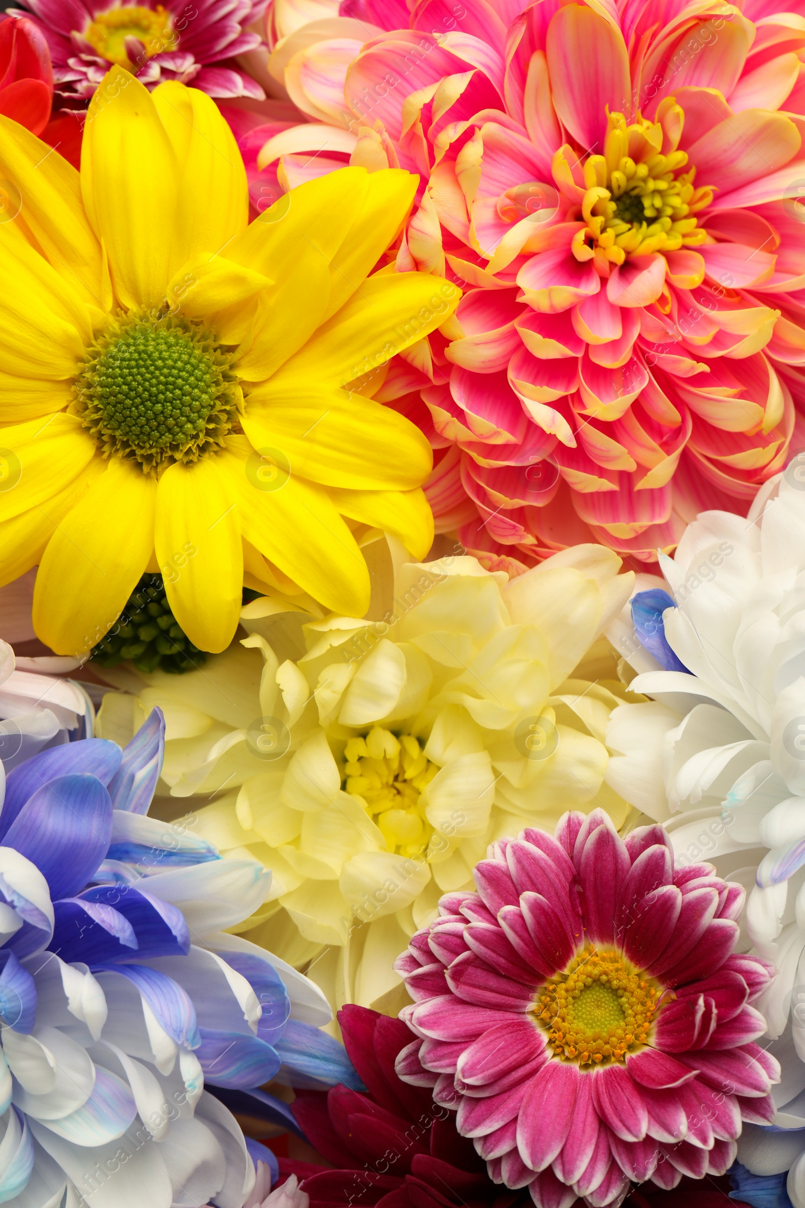 Photo of Many different beautiful chrysanthemums as background, closeup