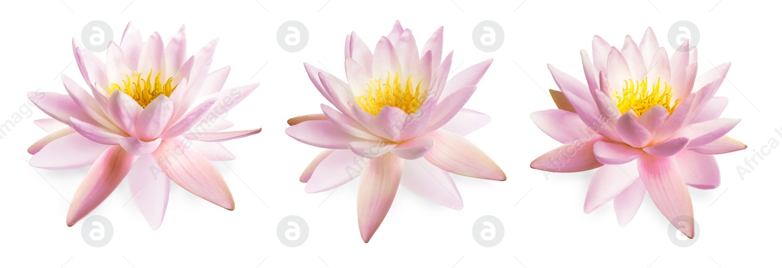 Image of Set of beautiful lotus flowers isolated on white