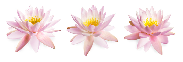 Set of beautiful lotus flowers isolated on white