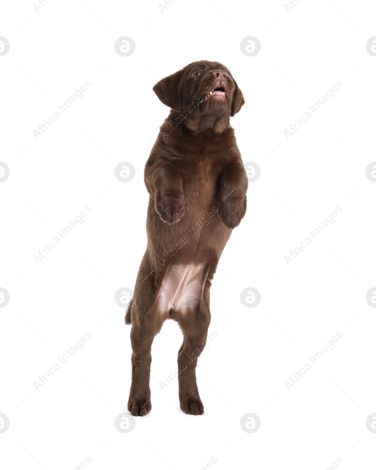 Cute chocolate Labrador Retriever puppy playing on white background Photo of Cute chocolate Labrador Retriever puppy playing on white background