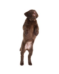 Photo of Cute chocolate Labrador Retriever puppy playing on white background