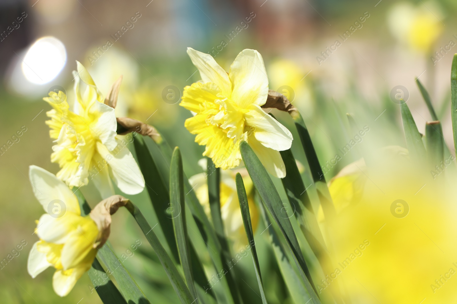 Photo of Beautiful daffodils growing in garden on sunny day, closeup