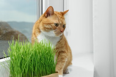 Cute ginger cat near green grass on windowsill indoors