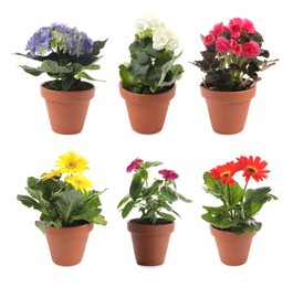 Image of Collection of beautiful flowers in pots on white background
