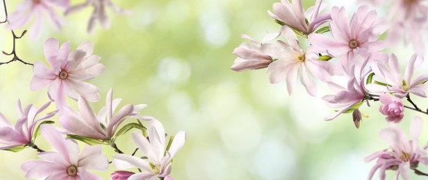 Image of Beautiful pink magnolia flowers outdoors, banner design. Amazing spring blossom