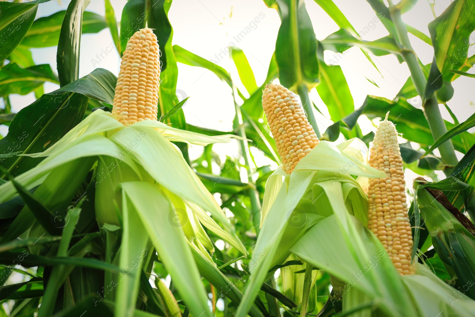 Photo of Ripe corn cobs in field on sunny day