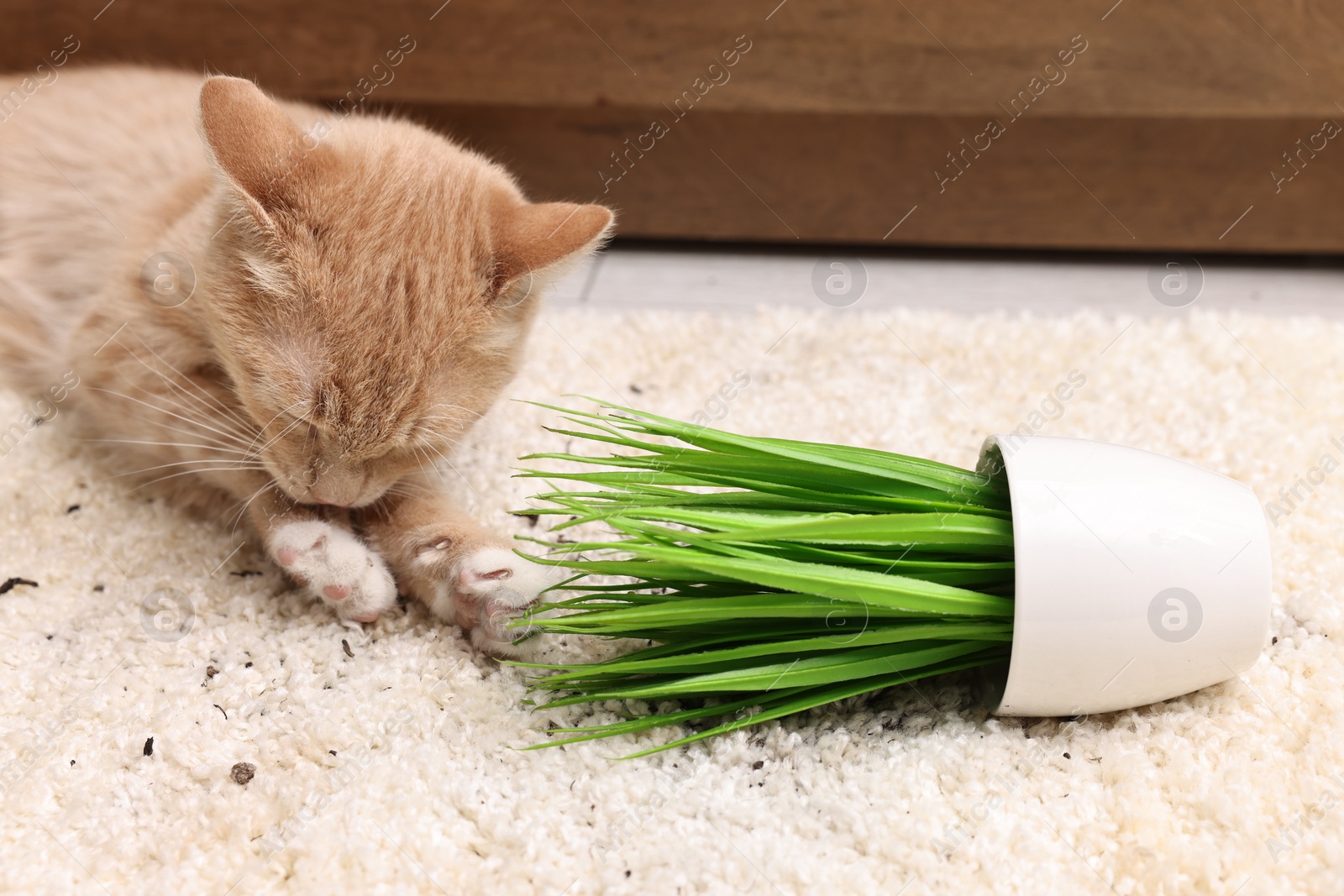 Photo of Cute ginger cat near overturned houseplant on carpet at home