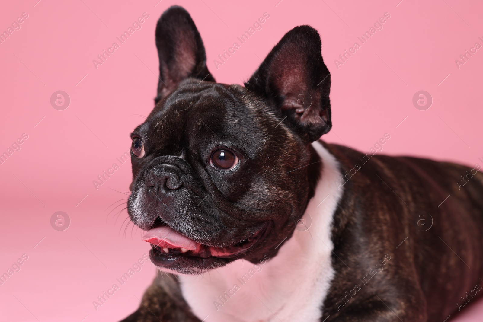 Photo of Adorable French Bulldog on pink background. Lovely pet