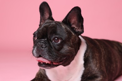 Adorable French Bulldog on pink background. Lovely pet