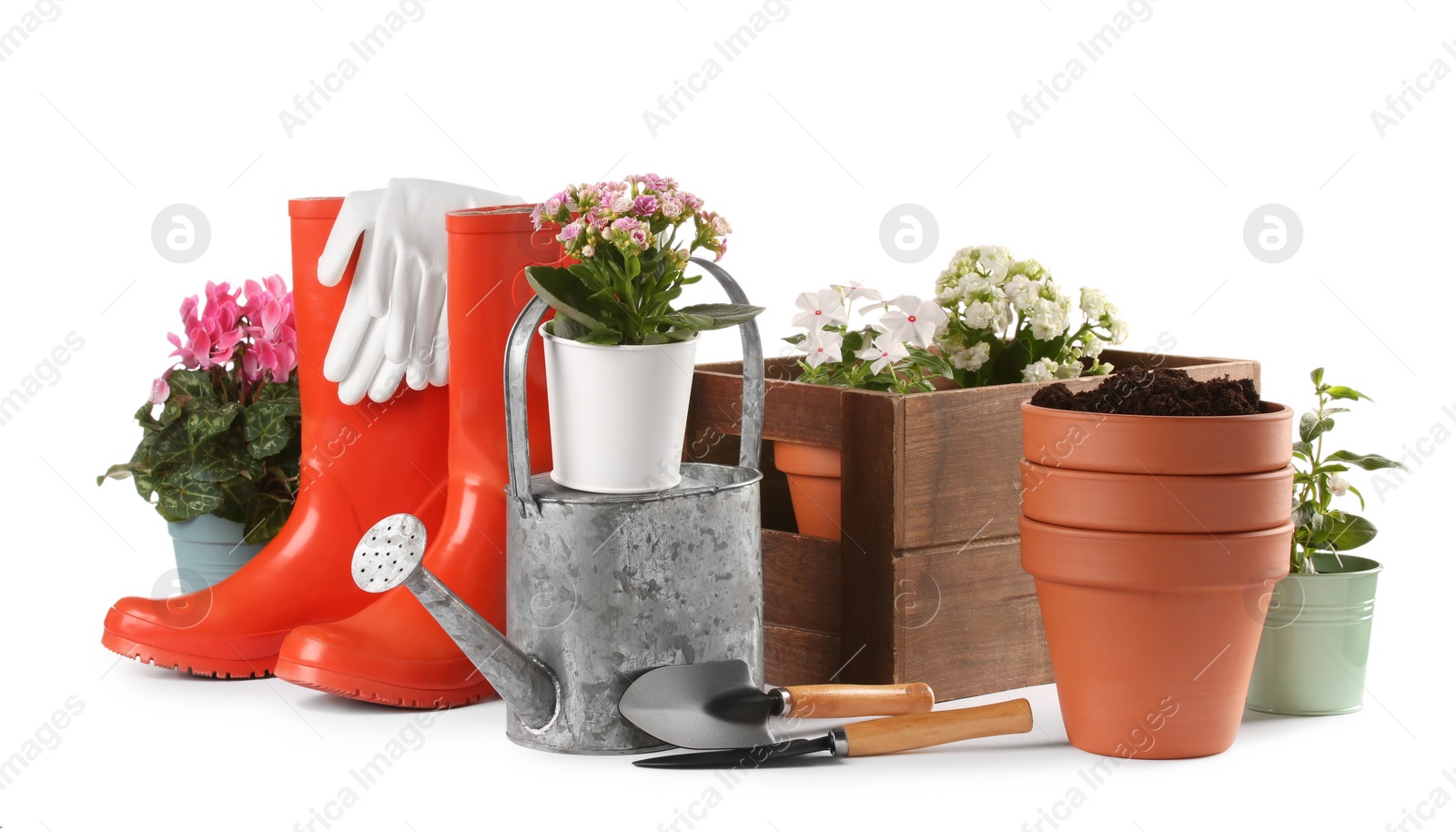 Photo of Beautiful flowers, pots, rubber boots and gardening tools isolated on white