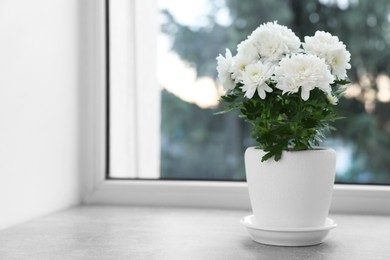 Beautiful chrysanthemum flowers in pot on windowsill indoors. Space for text