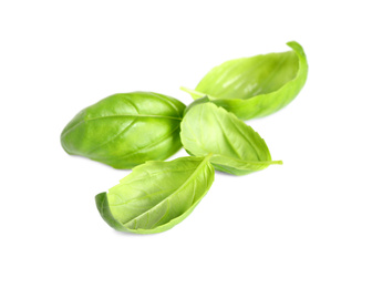 Fresh green basil leaves isolated on white