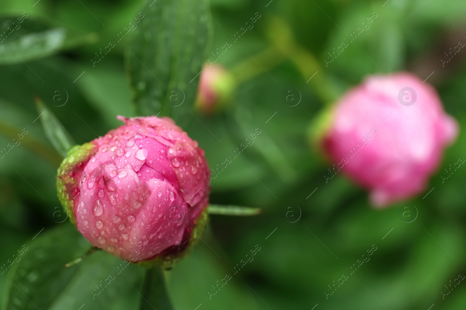 Photo of Beautiful pink peony bud with dew drops outdoors, closeup. Space for text