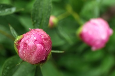 Photo of Beautiful pink peony bud with dew drops outdoors, closeup. Space for text