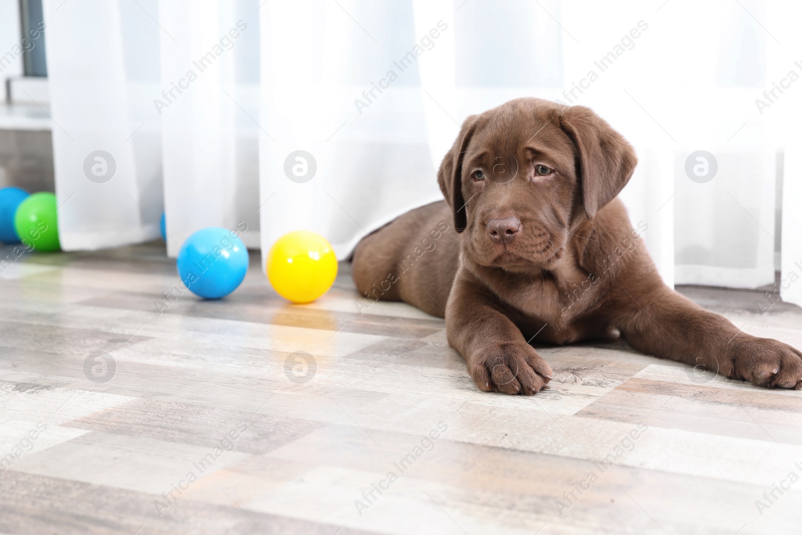 Photo of Chocolate Labrador Retriever puppy with colorful balls indoors. Space for text