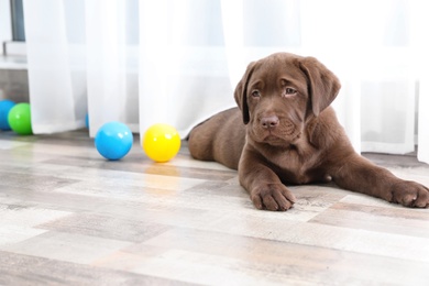 Photo of Chocolate Labrador Retriever puppy with colorful balls indoors. Space for text