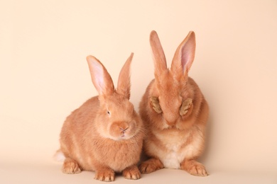 Cute bunnies on beige background. Easter symbol