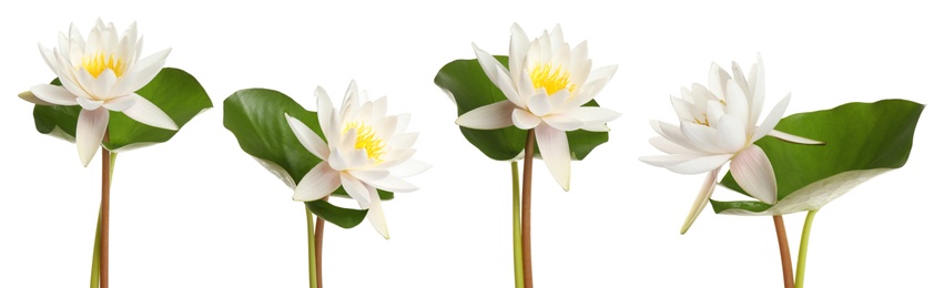 Image of Set of beautiful lotus flowers on white background. Banner design 