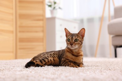 Photo of Cute Bengal cat lying on carpet at home. Adorable pet