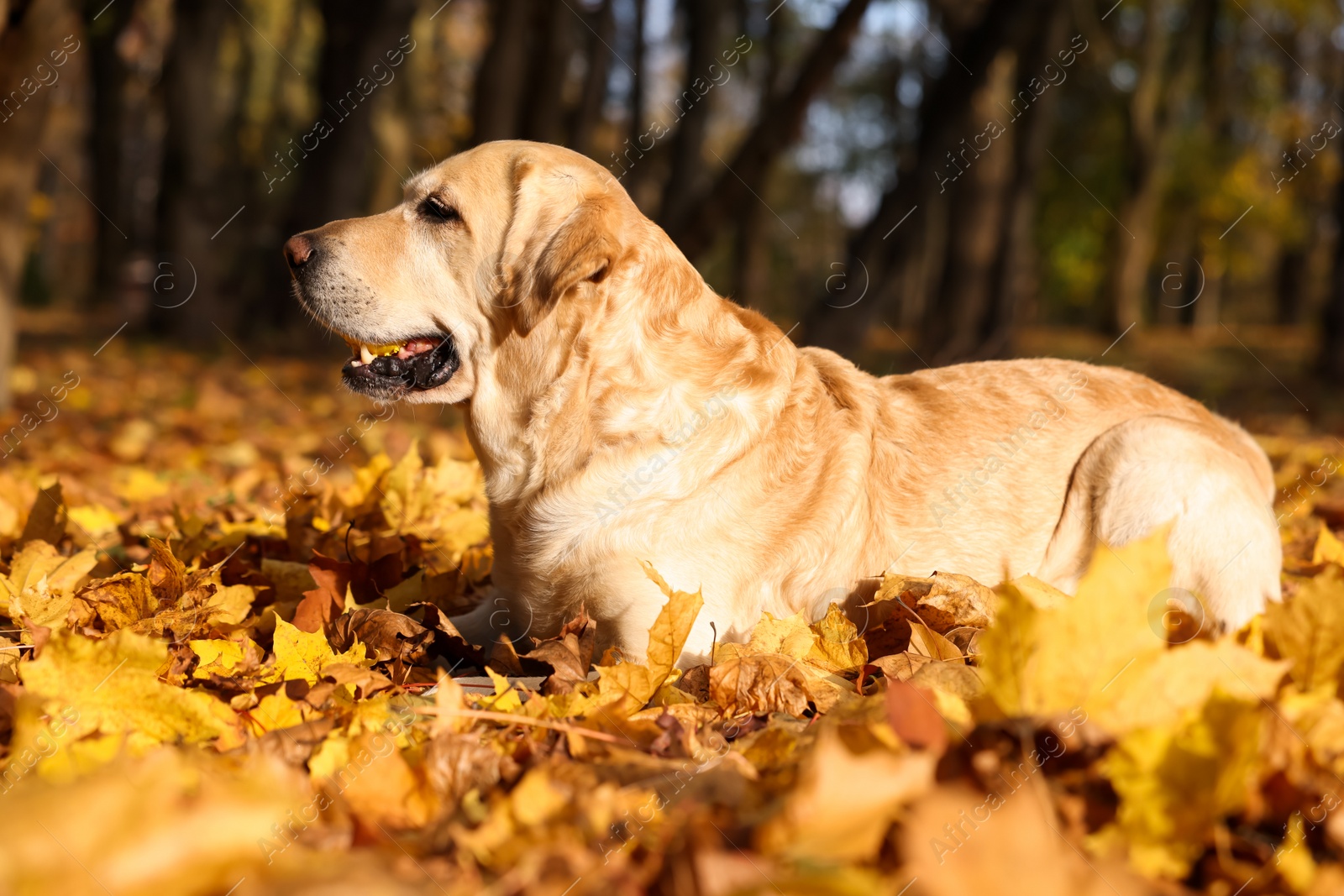 Photo of Cute Labrador Retriever dog on fallen leaves in sunny autumn park