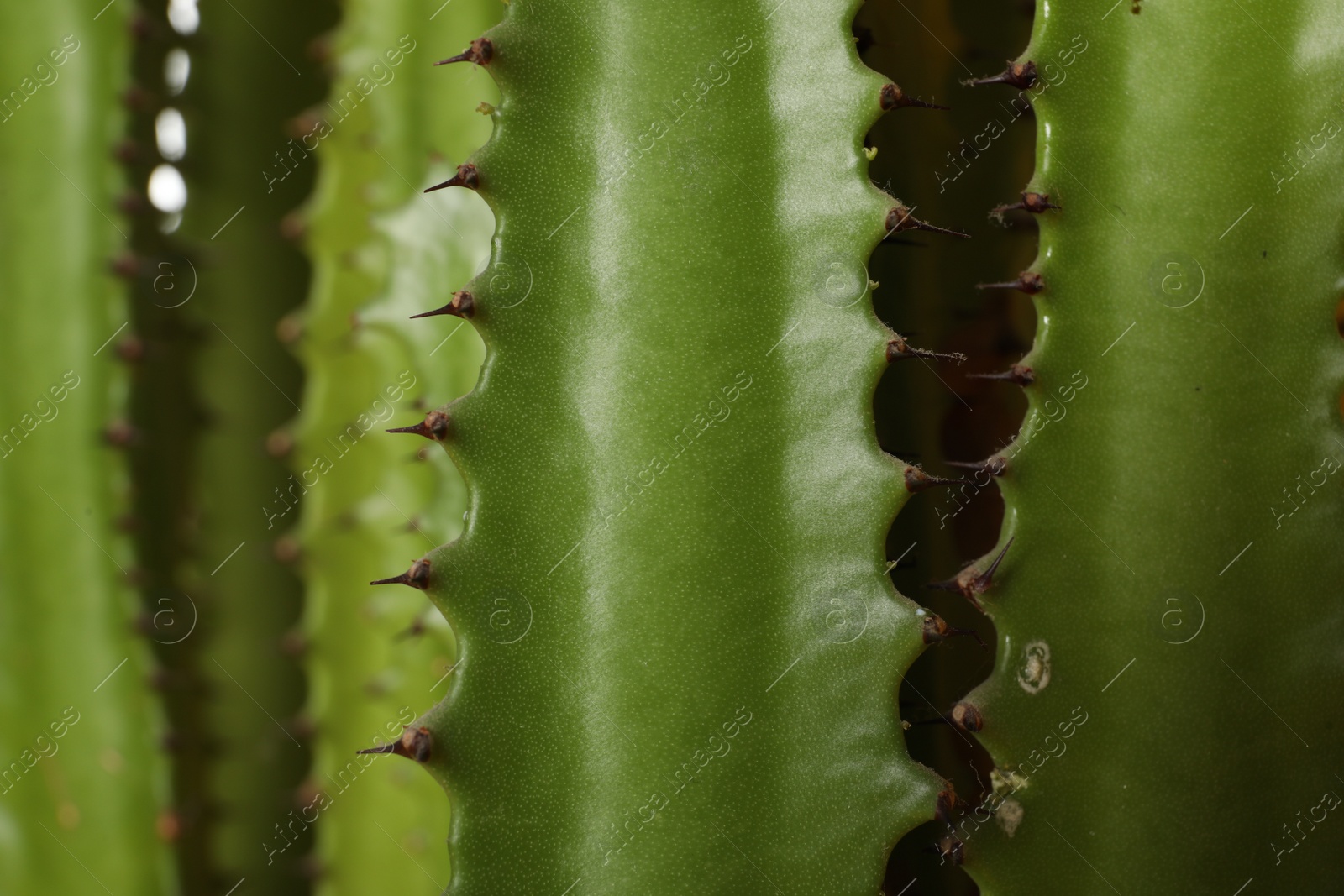 Photo of Closeup view of beautiful cactus. Tropical plant