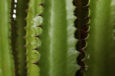 Photo of Closeup view of beautiful cactus. Tropical plant