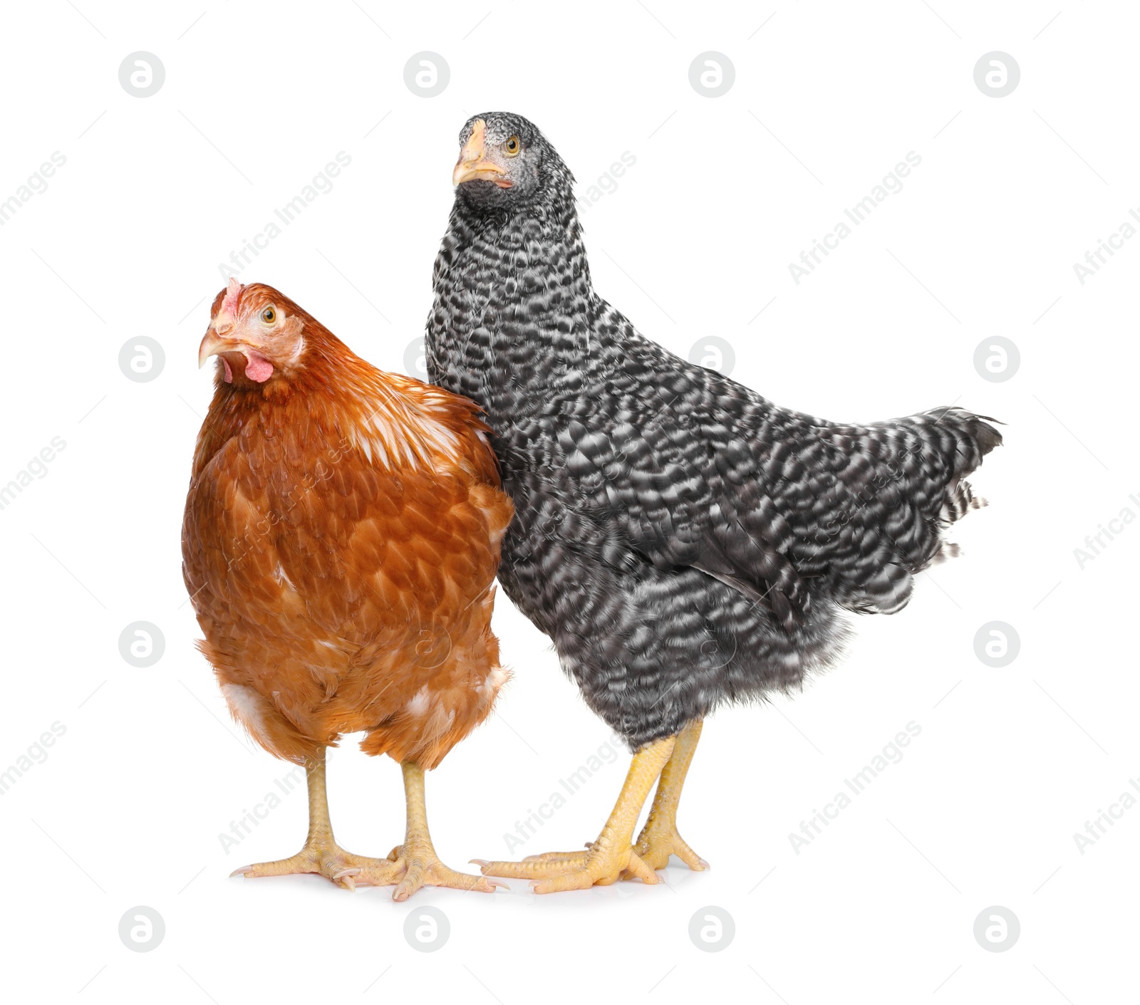 Photo of Two different beautiful chickens on white background. Domestic animals