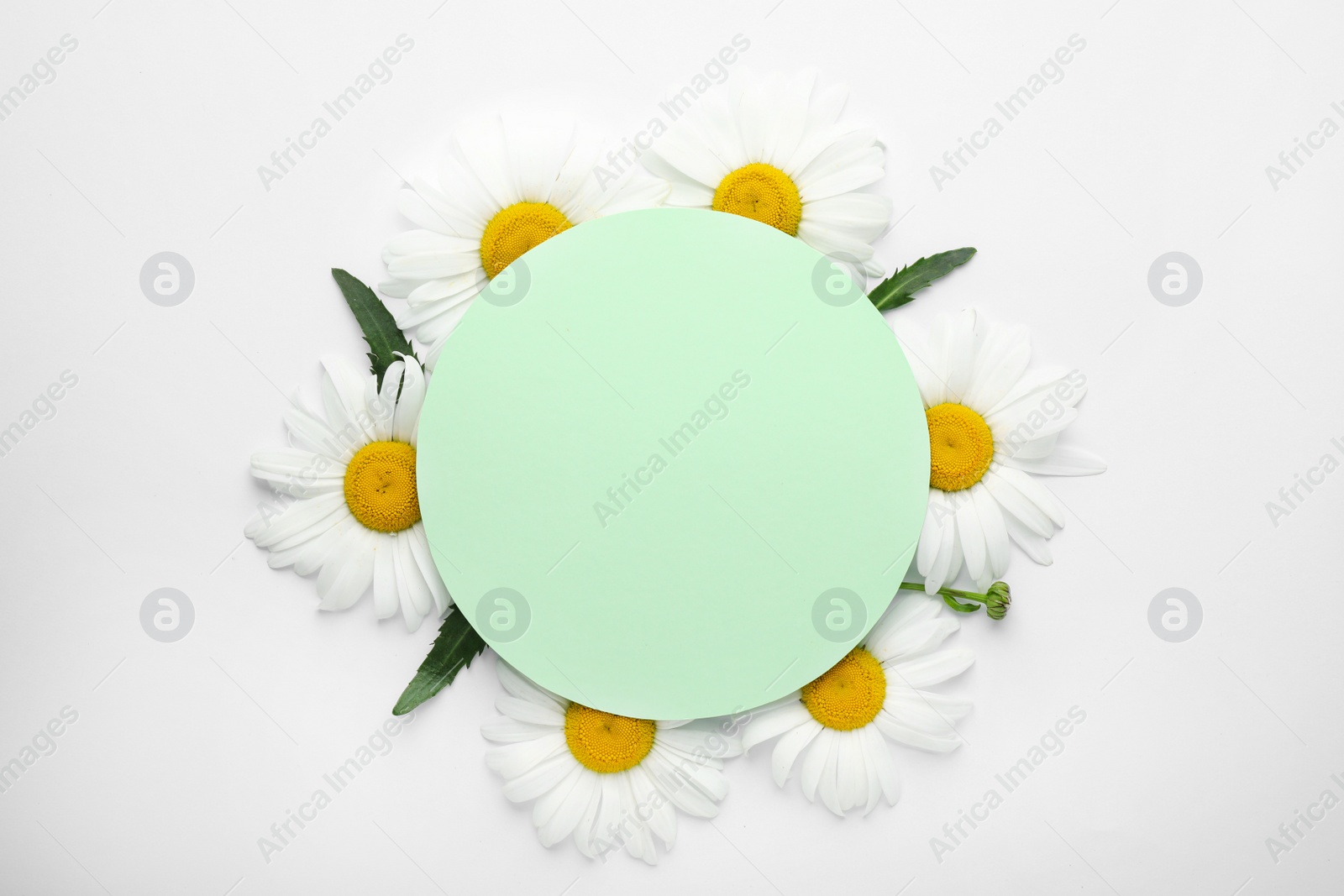 Image of Beautiful chamomile flowers and blank card with space for text on white background, top view