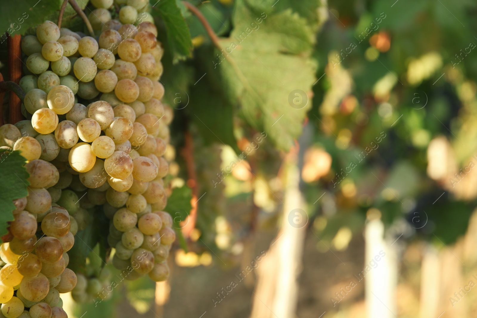 Photo of Bunches of grapes growing in vineyard on sunny day. Wine production