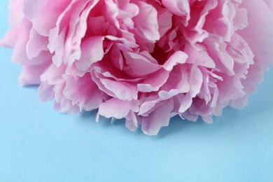 Photo of Beautiful peony flower on light blue background, closeup