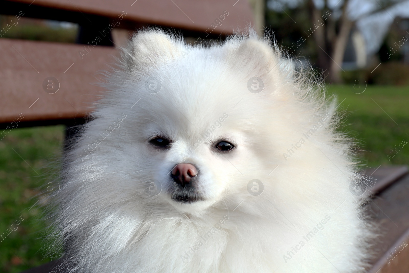 Photo of Cute fluffy Pomeranian dog on wooden bench outdoors, closeup. Lovely pet