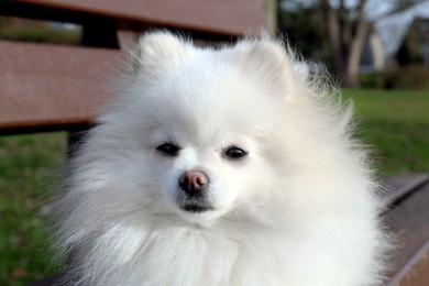 Photo of Cute fluffy Pomeranian dog on wooden bench outdoors, closeup. Lovely pet