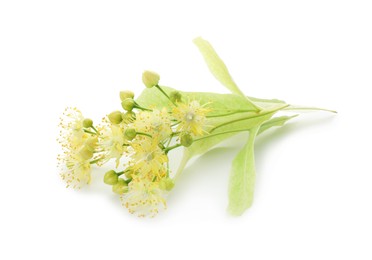 Beautiful linden tree blossom isolated on white